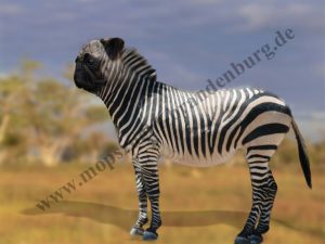 Zebra Mops