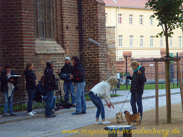 Mops und Mopszüchter in Brandenburg